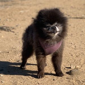 Meet your Posher, Brittney